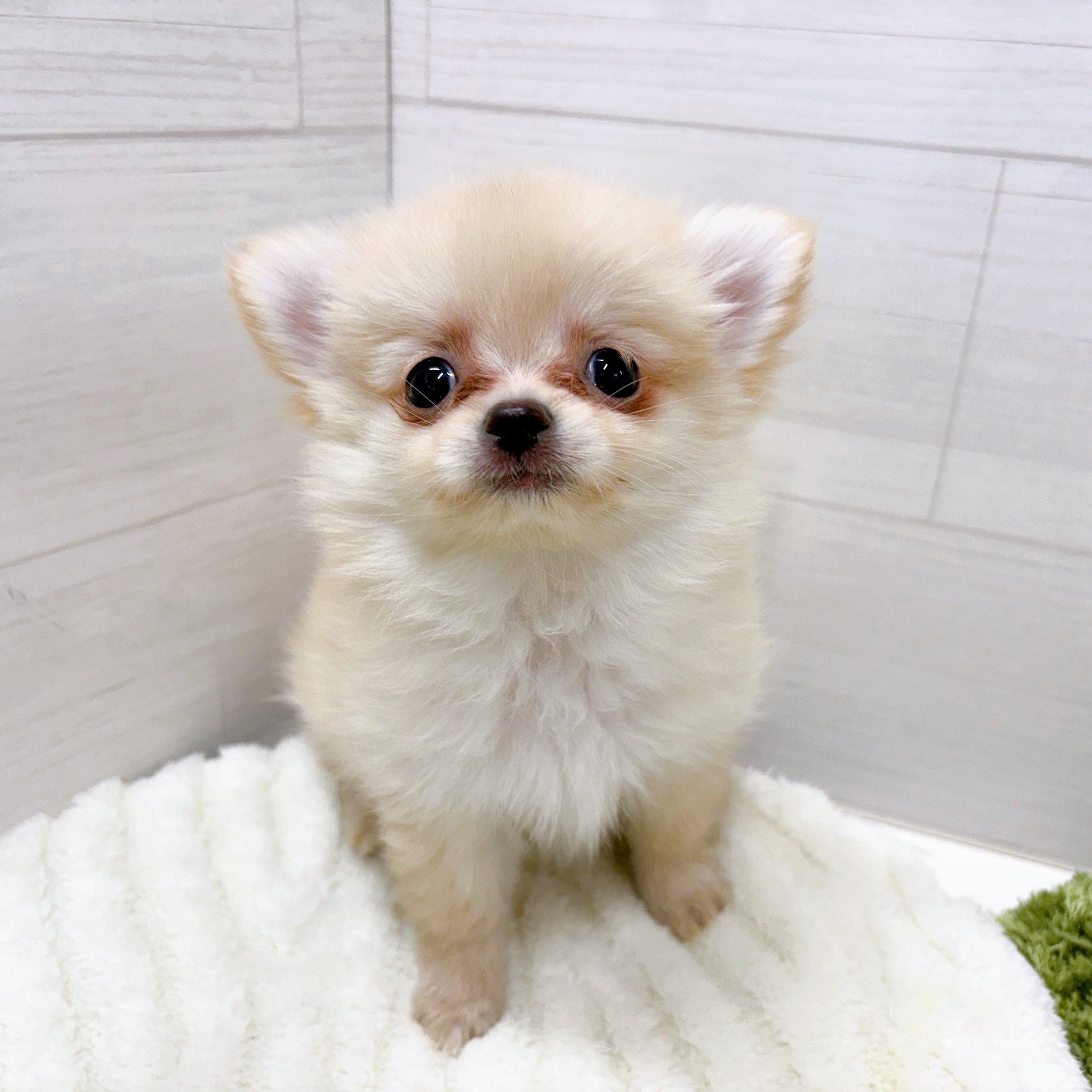 石川県のポメチワ/チワポメ/ポメチー(ポメラニアン×チワワ) (犬の家＆猫の里アミーゴ金沢おこばた店/2025年12月28日生まれ/女の子/クリーム)の子犬の3枚目の画像