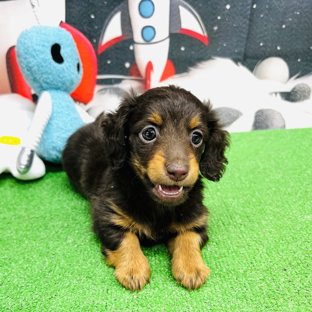 愛知県のミニチュアダックスフンド(ロング) (犬の家＆猫の里名古屋天白店/2026年1月7日生まれ/女の子/チョコレートタン)の子犬の3枚目の画像