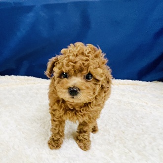 愛知県のトイプードル(トイ) (犬の家＆猫の里一宮店/2026年1月7日生まれ/女の子/レッドフォーン)の子犬の3枚目の画像