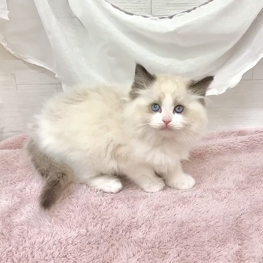 愛知県のラグドール (犬の家＆猫の里碧南店/2026年1月6日生まれ/男の子/シールポイントバイカラー)の子猫の3枚目の画像