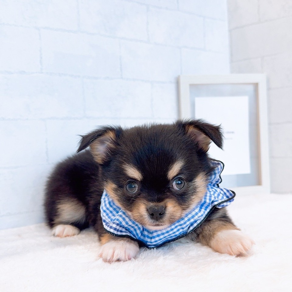 石川県のチワワ(ロング) (犬の家＆猫の里金沢店/2026年1月6日生まれ/男の子/ブラックタン)の子犬の3枚目の画像