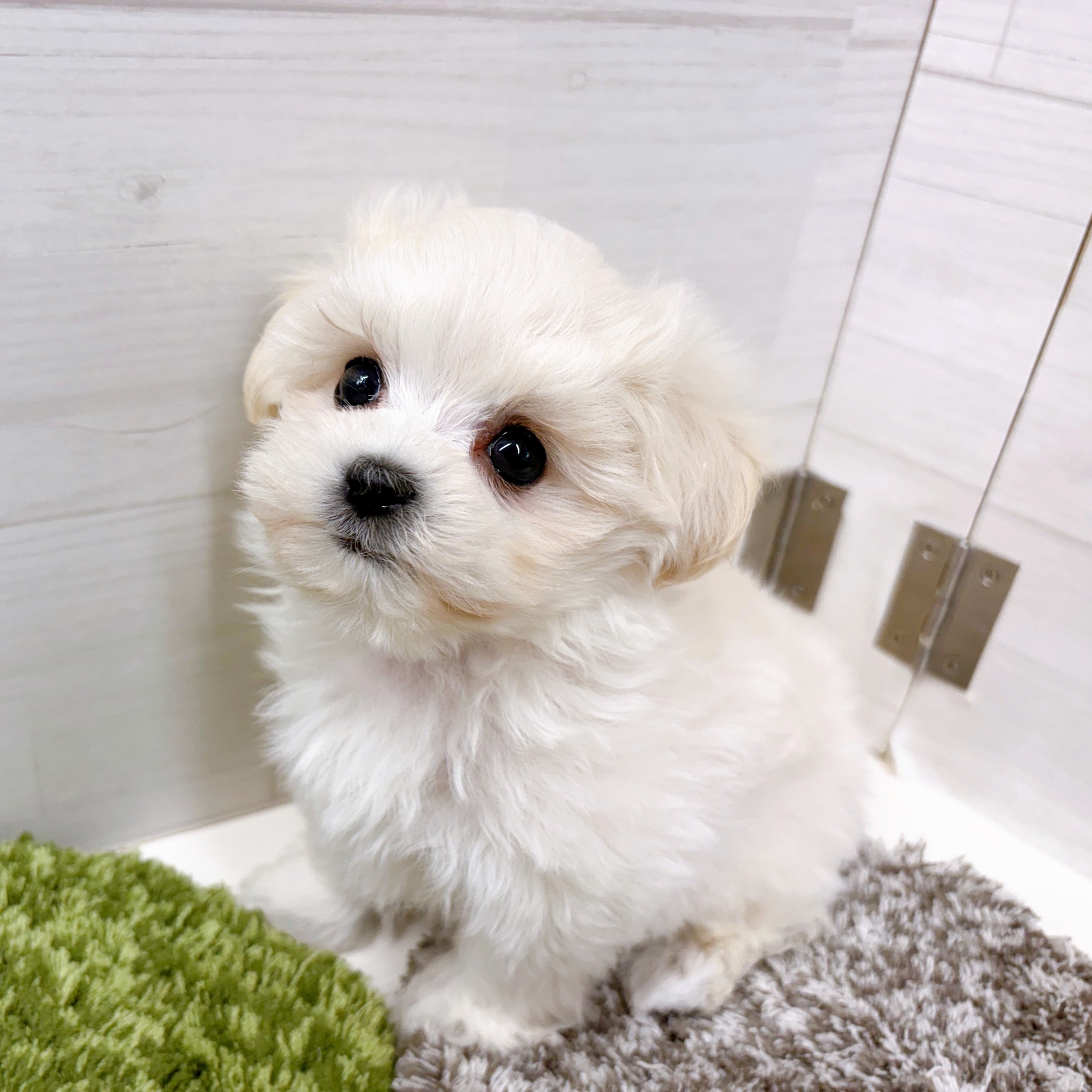 石川県のマルプー(マルチーズ×プードル) (犬の家＆猫の里アミーゴ金沢おこばた店/2026年1月5日生まれ/男の子/ホワイト)の子犬の3枚目の画像