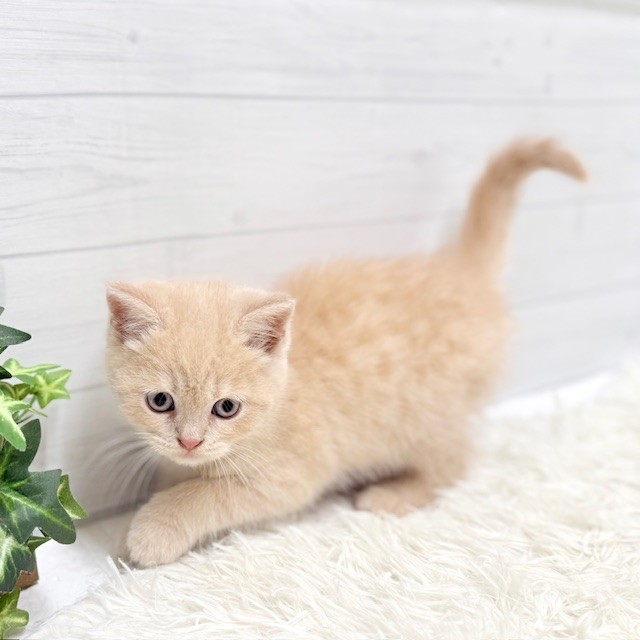 愛知県のブリティッシュショートヘアー (犬の家＆猫の里豊田店/2026年1月7日生まれ/男の子/クリーム)の子猫の3枚目の画像