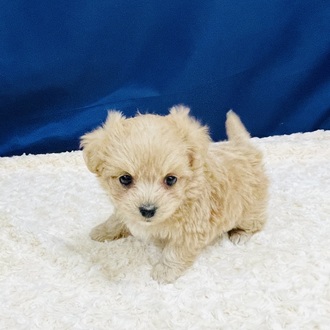 愛知県のマルプー(マルチーズ×プードル) (犬の家＆猫の里一宮店/2026年1月7日生まれ/女の子/アプリコット)の子犬の3枚目の画像