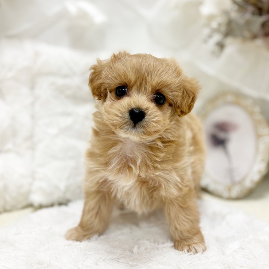 岐阜県のマルプー(マルチーズ×プードル) (犬の家＆猫の里カラフルタウン岐阜店/2026年1月7日生まれ/男の子/アプリコット)の子犬の3枚目の画像