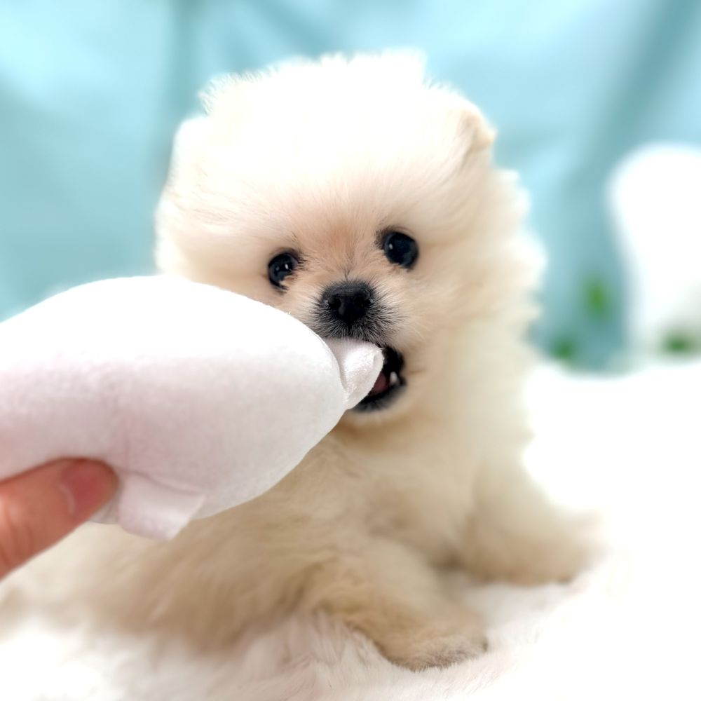 愛知県のポメラニアン (犬の家＆猫の里愛知刈谷店/2026年1月6日生まれ/男の子/ホワイト)の子犬の3枚目の画像