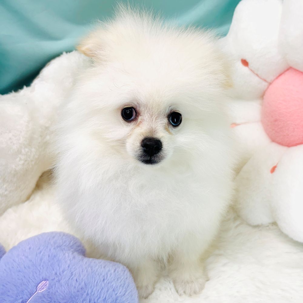 愛知県のポメラニアン (犬の家＆猫の里愛知刈谷店/2026年1月6日生まれ/男の子/ホワイト)の子犬の3枚目の画像