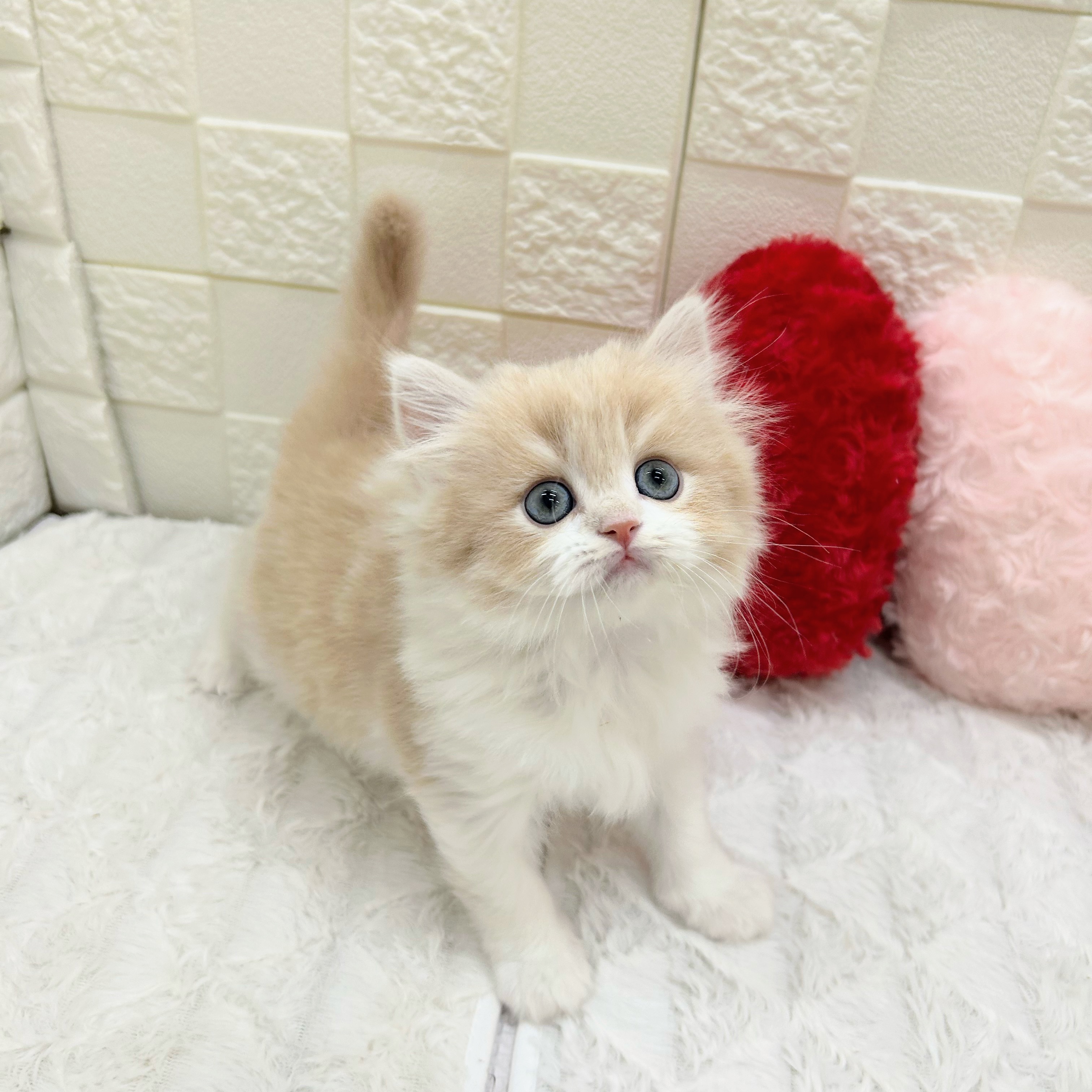 愛知県のスコティッシュストレート (犬の家＆猫の里アミーゴ神の倉店/2026年1月7日生まれ/男の子/クリームタビーホワイト)の子猫の3枚目の画像