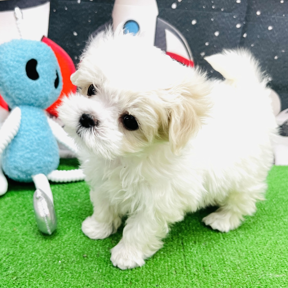 愛知県のマルチーズ (犬の家＆猫の里名古屋天白店/2026年1月5日生まれ/女の子/ホワイト)の子犬の3枚目の画像