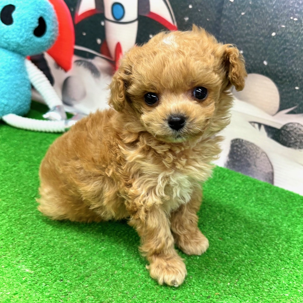 愛知県のマルプー(マルチーズ×プードル) (犬の家＆猫の里名古屋天白店/2026年1月7日生まれ/男の子/アプリコット)の子犬の3枚目の画像