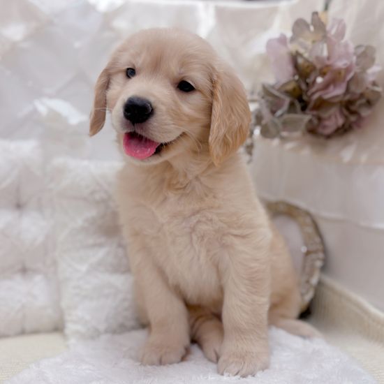 ゴールデンレトリバー女の子の写真