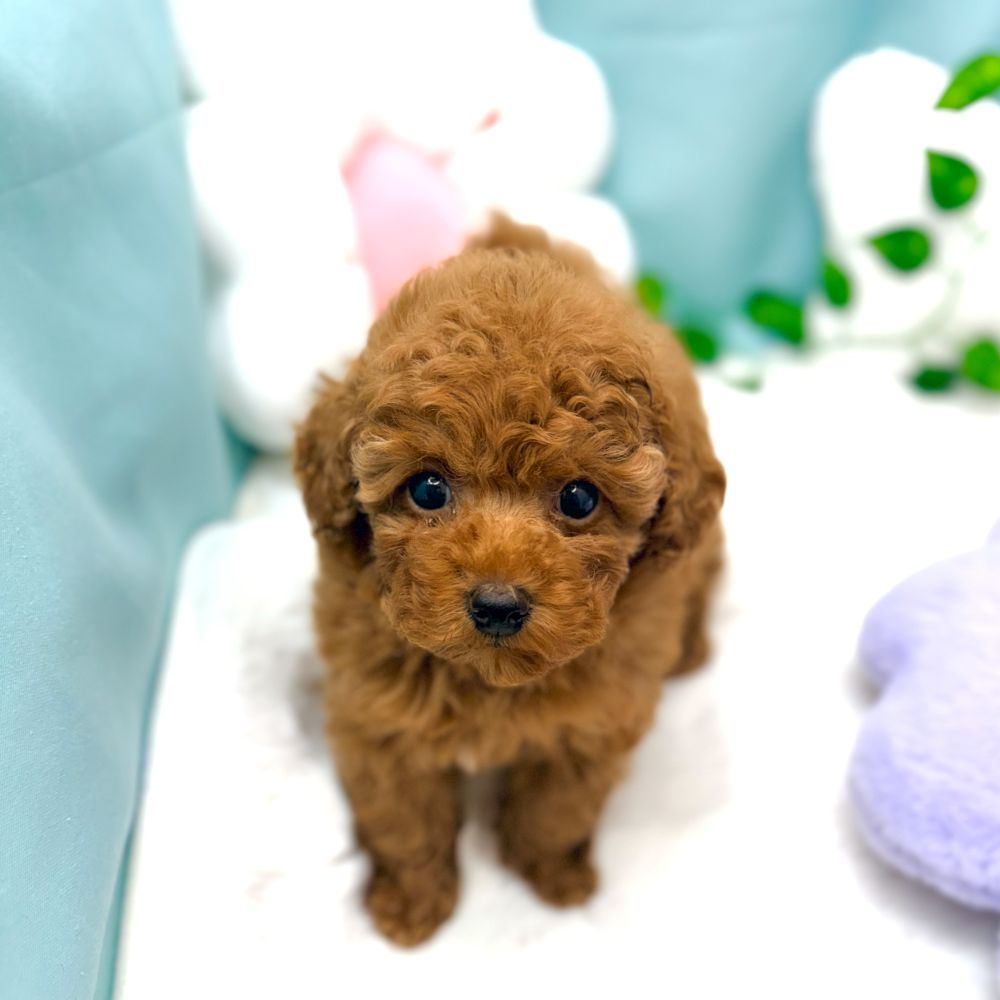 愛知県のトイプードル(トイ) (犬の家＆猫の里愛知刈谷店/2026年1月7日生まれ/女の子/レッドフォーン)の子犬の3枚目の画像