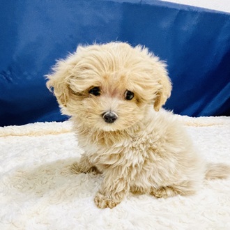 愛知県のマルプー(マルチーズ×プードル) (犬の家＆猫の里一宮店/2026年1月7日生まれ/男の子/アプリコットホワイト)の子犬の3枚目の画像