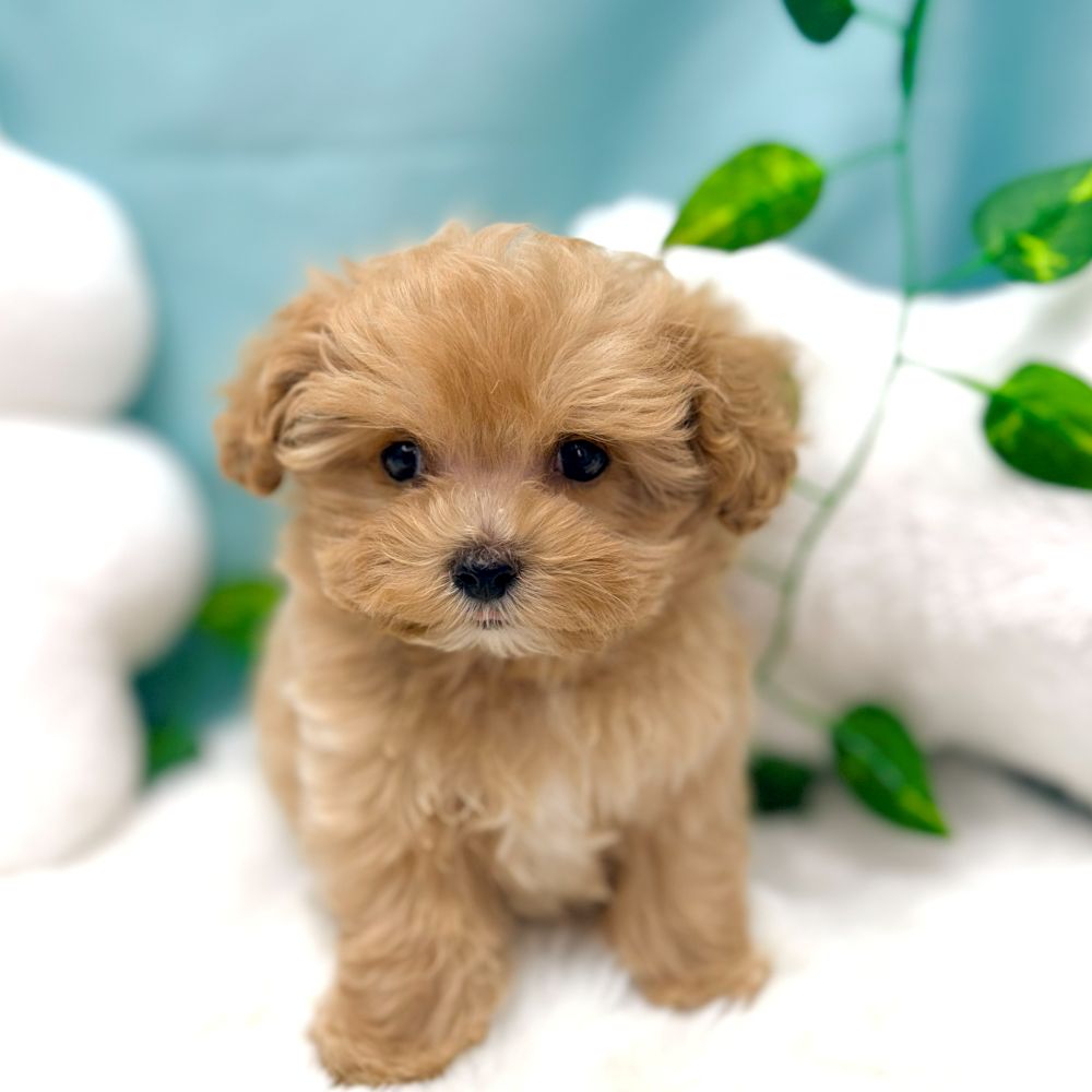 愛知県のマルプー(マルチーズ×プードル) (犬の家＆猫の里愛知刈谷店/2026年1月7日生まれ/男の子/アプリコットホワイト)の子犬の3枚目の画像