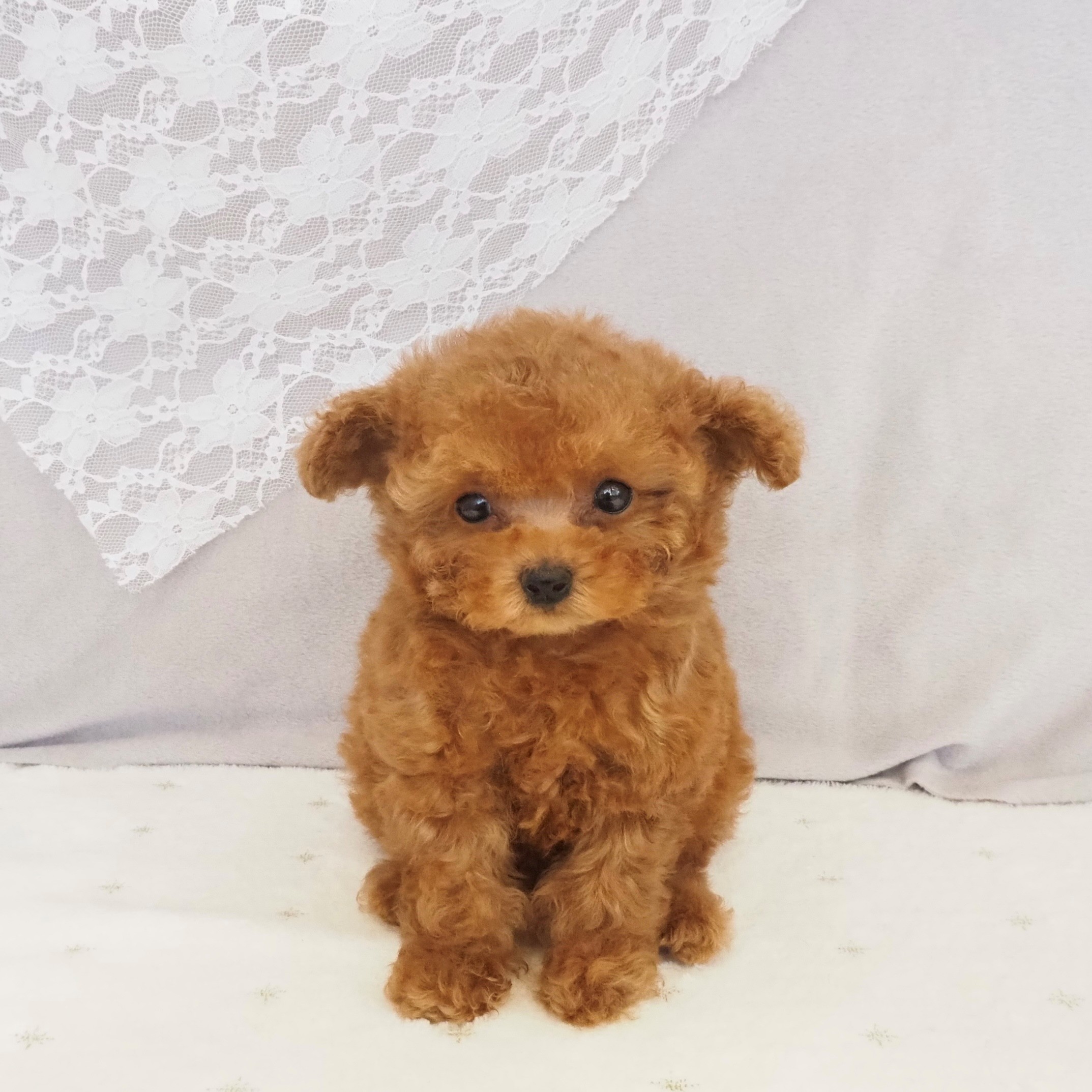 大阪府のトイプードル(ティーカップ) (犬の家＆猫の里もりのみやキューズモールBASE店/2026年1月3日生まれ/女の子/レッドフォーン)の子犬の3枚目の画像