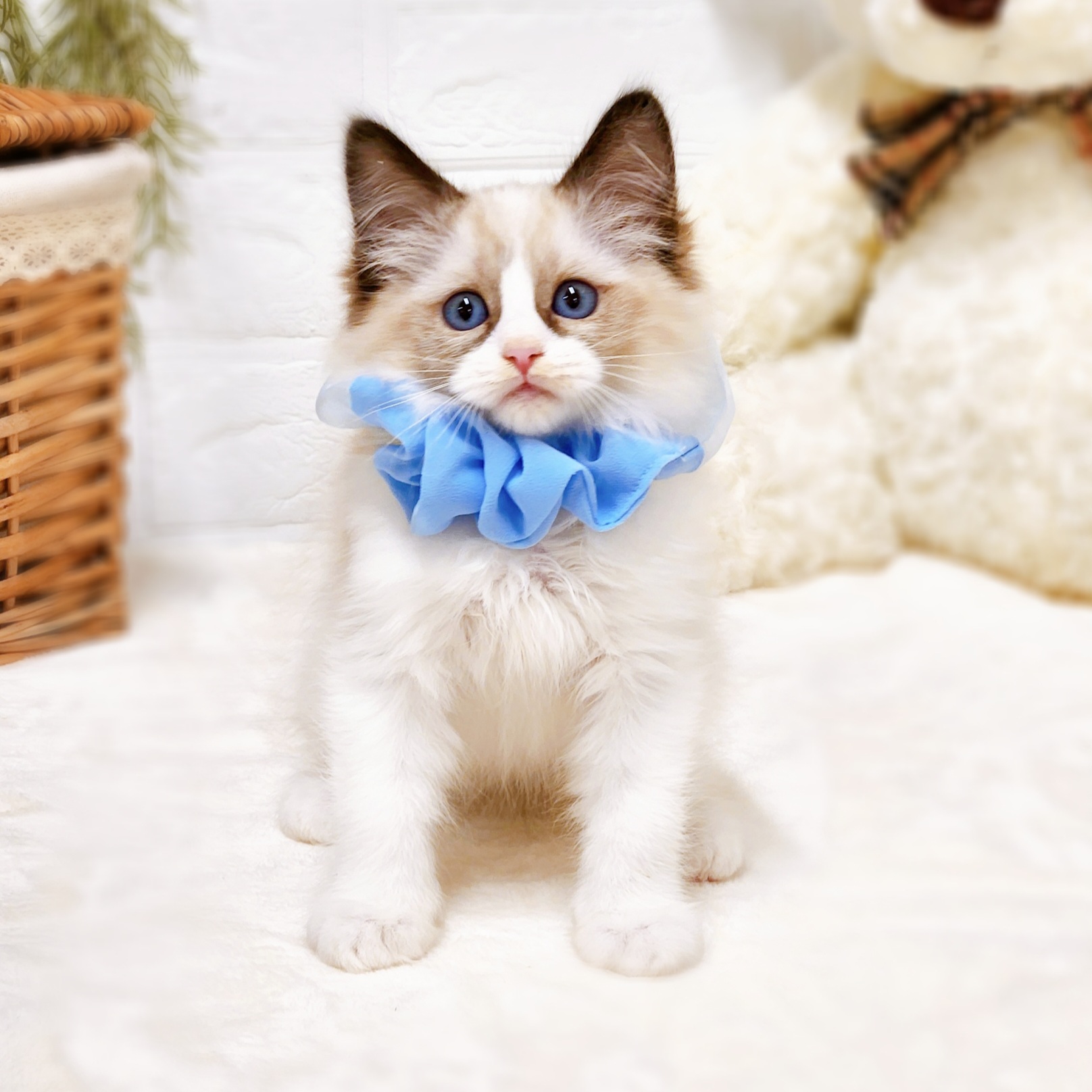 滋賀県のラグドール (犬の家＆猫の里近江八幡店/2026年1月8日生まれ/男の子/シールポイントバイカラー)の子猫の3枚目の画像