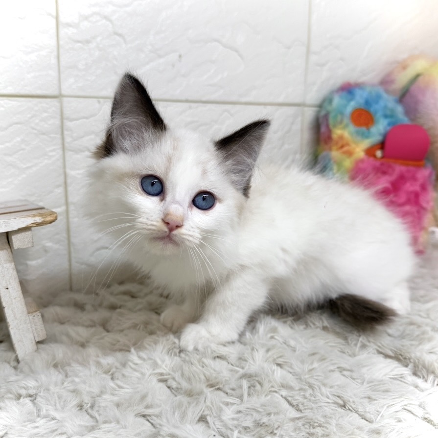 兵庫県のラグドール (犬の家＆猫の里ゆめタウン姫路店/2026年1月8日生まれ/女の子/シールポイントバイカラー)の子猫の3枚目の画像