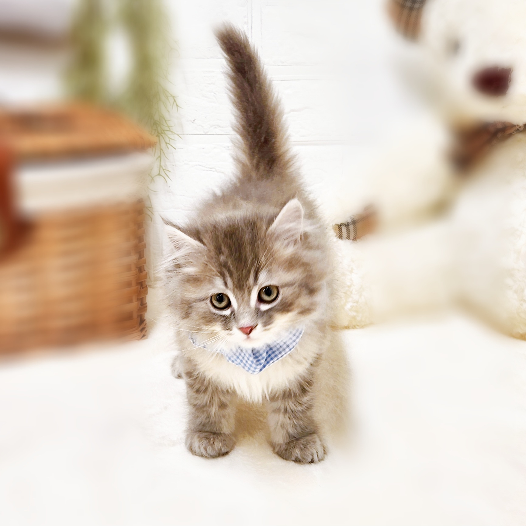 滋賀県のサイベリアン (犬の家＆猫の里近江八幡店/2026年1月8日生まれ/男の子/ブルーマッカレルタビーホワイト)の子猫の3枚目の画像
