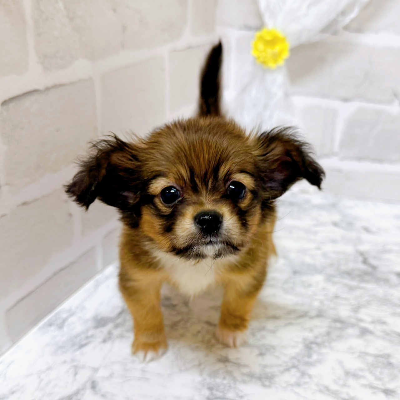 京都府のパピチー/チワパピ(パピヨン×チワワ) (犬の家＆猫の里京都精華店/2026年1月8日生まれ/男の子/レッドホワイト)の子犬の3枚目の画像