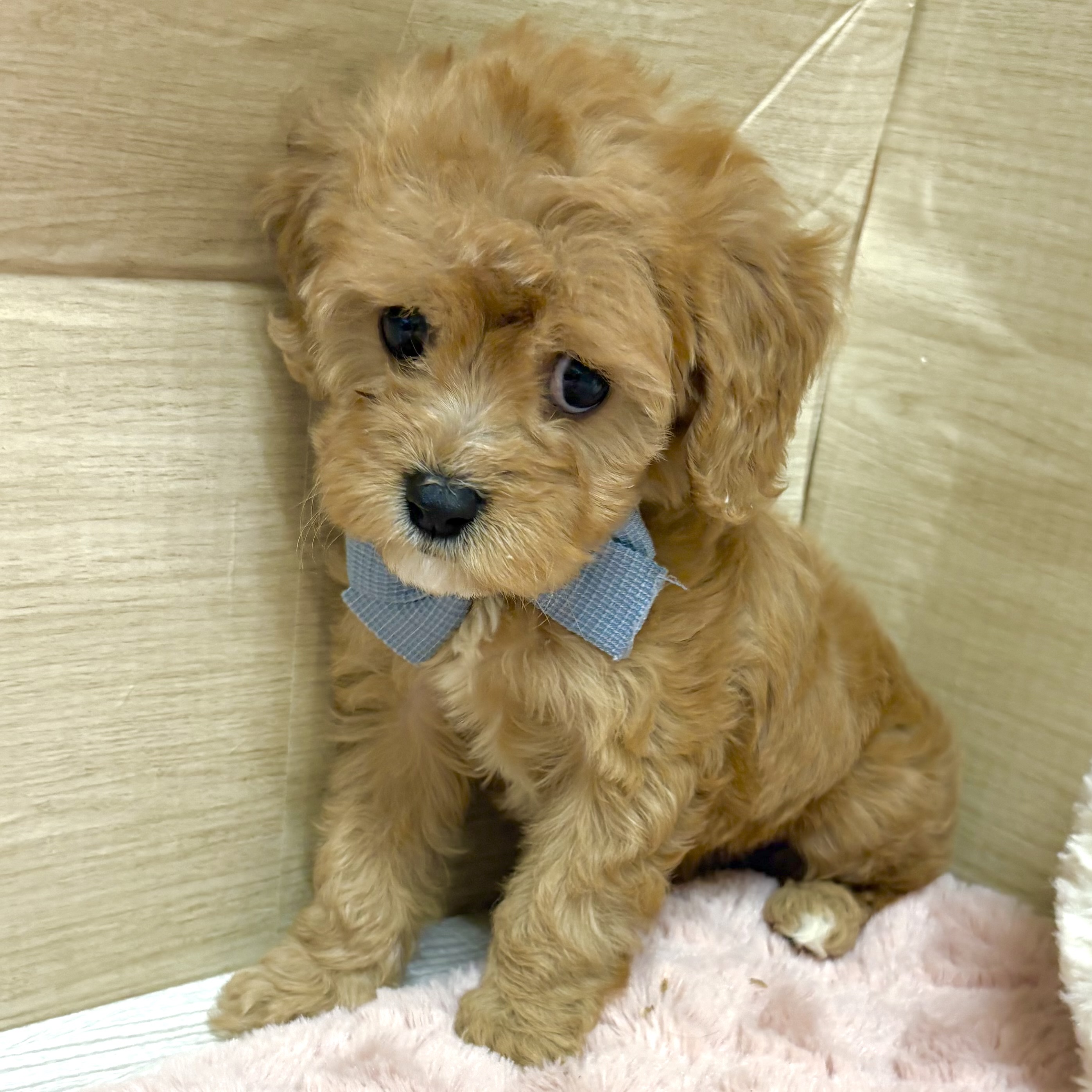 大阪府のキャバプー(キャバリア×プードル) (犬の家＆猫の里そよら東岸和田店/2026年1月8日生まれ/女の子/レッドホワイト)の子犬の3枚目の画像