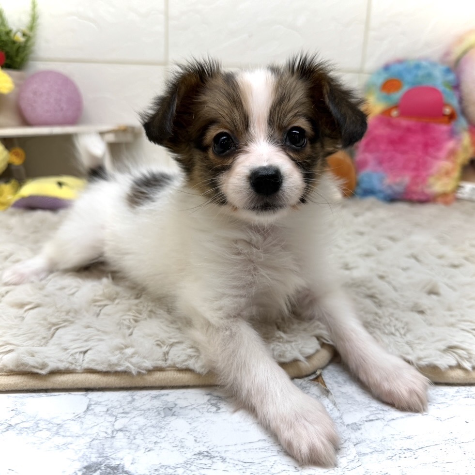 兵庫県のパピヨン (犬の家＆猫の里ゆめタウン姫路店/2026年1月8日生まれ/女の子/ホワイトブラウン)の子犬の3枚目の画像