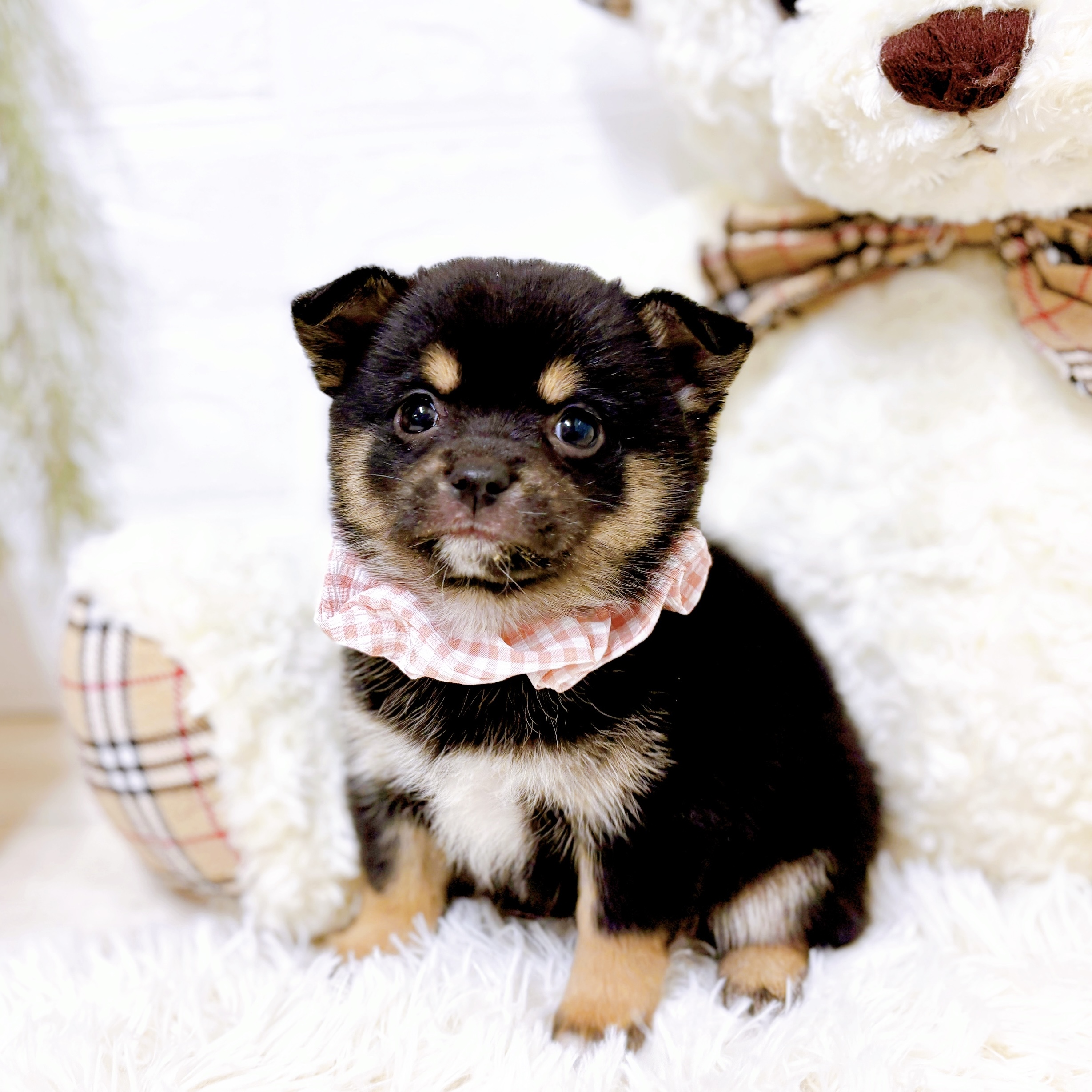 愛知県のチワ柴/柴チワ/チワシバ(チワワ×柴) (犬の家＆猫の里安城店/2026年1月8日生まれ/女の子/黒)の子犬の3枚目の画像