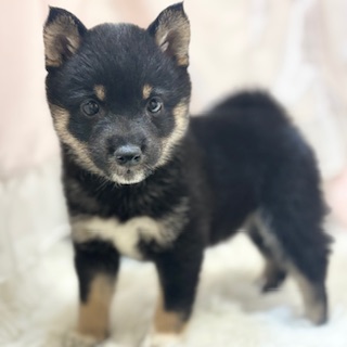 兵庫県の豆柴 (犬の家＆猫の里カナート西神戸店/2026年1月8日生まれ/女の子/黒)の子犬の3枚目の画像