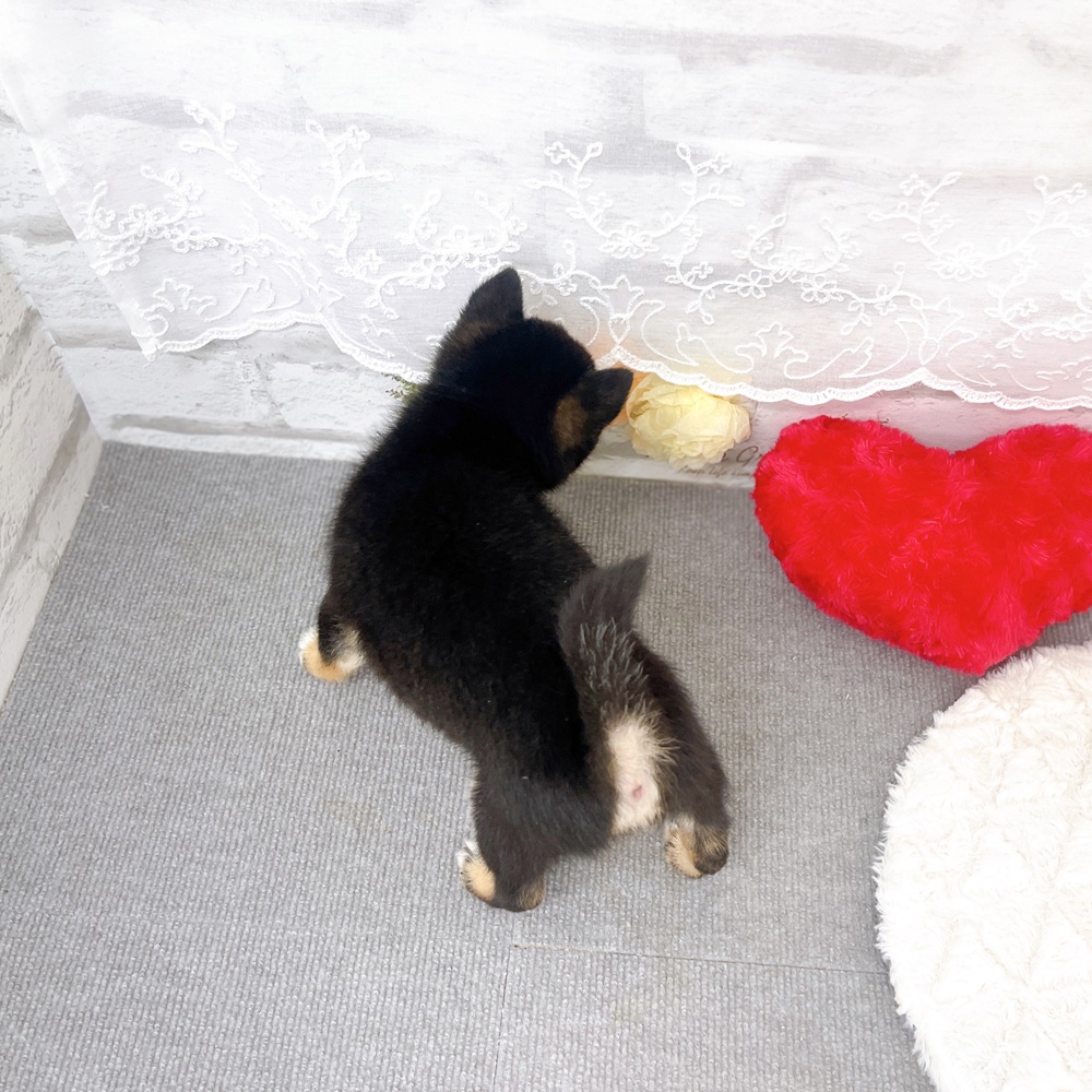 京都府の豆柴 (犬の家＆猫の里京都樟葉店/2026年1月7日生まれ/男の子/黒)の子犬の3枚目の画像