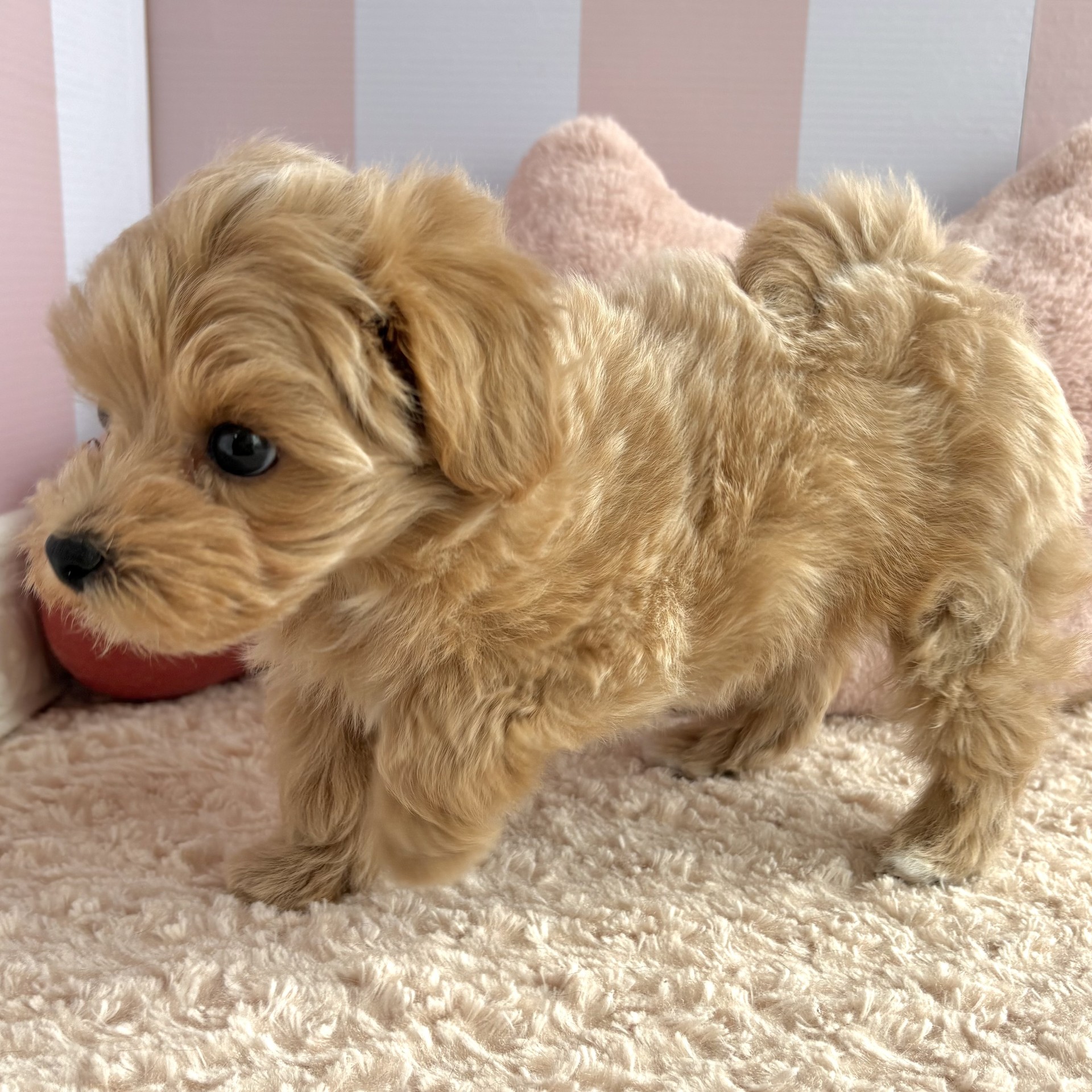 岡山県のマルプー(マルチーズ×プードル) (犬の家＆猫の里倉敷中庄店/2026年1月6日生まれ/男の子/クリーム)の子犬の3枚目の画像