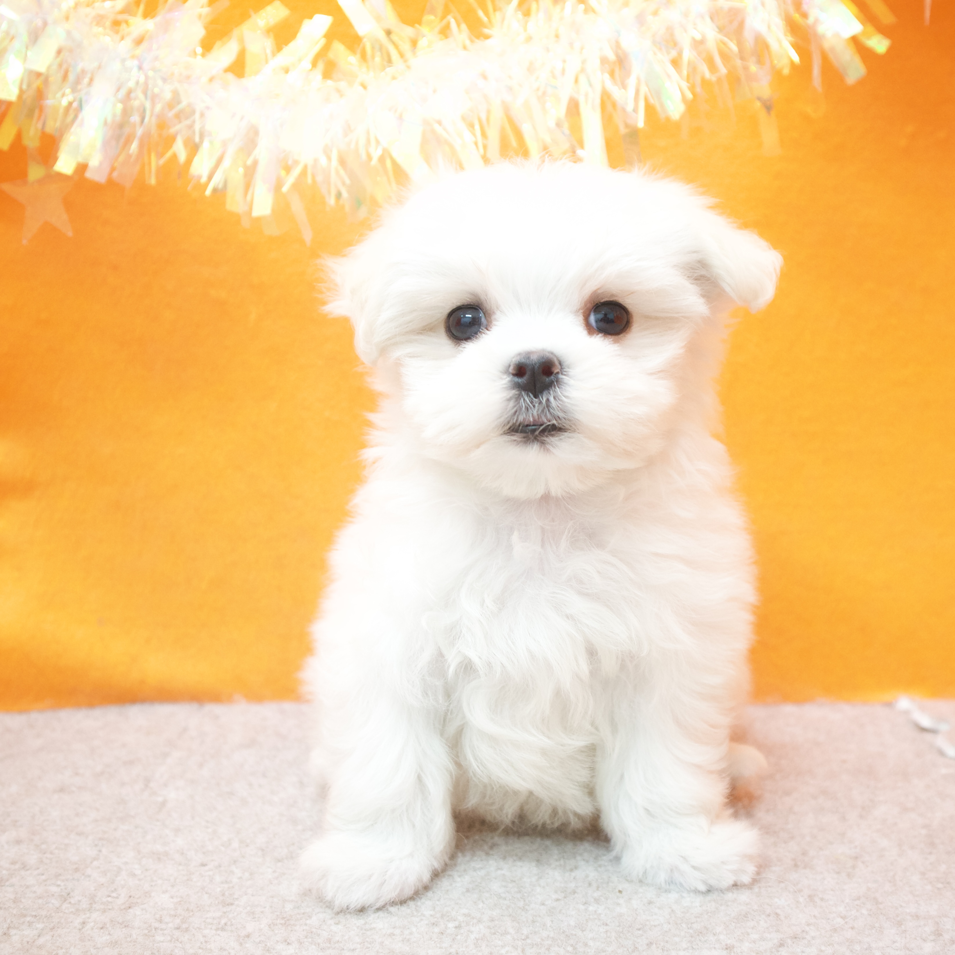 大阪府のマルチーズ (犬の家＆猫の里吹田店/2026年1月8日生まれ/女の子/ホワイト)の子犬の3枚目の画像