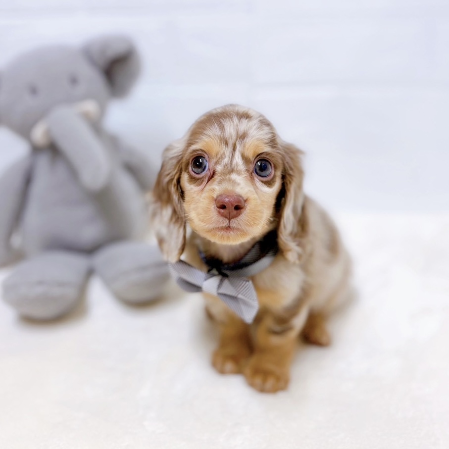 滋賀県のミニチュアダックスフンド(ロング) (犬の家＆猫の里近江八幡店/2026年1月5日生まれ/男の子/ブラウンダップル)の子犬の3枚目の画像