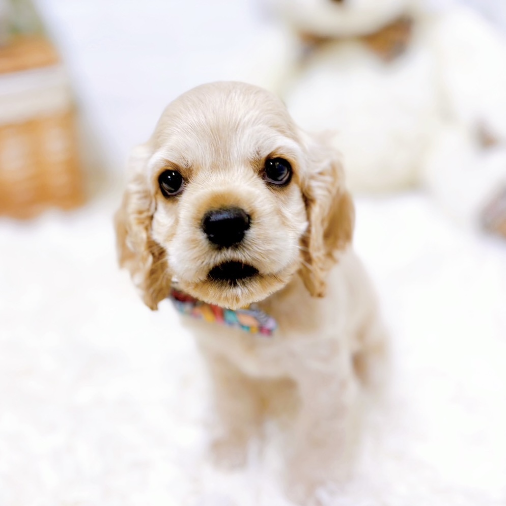 滋賀県のアメリカンコッカースパニエル (犬の家＆猫の里近江八幡店/2026年1月7日生まれ/男の子/バフ)の子犬の3枚目の画像