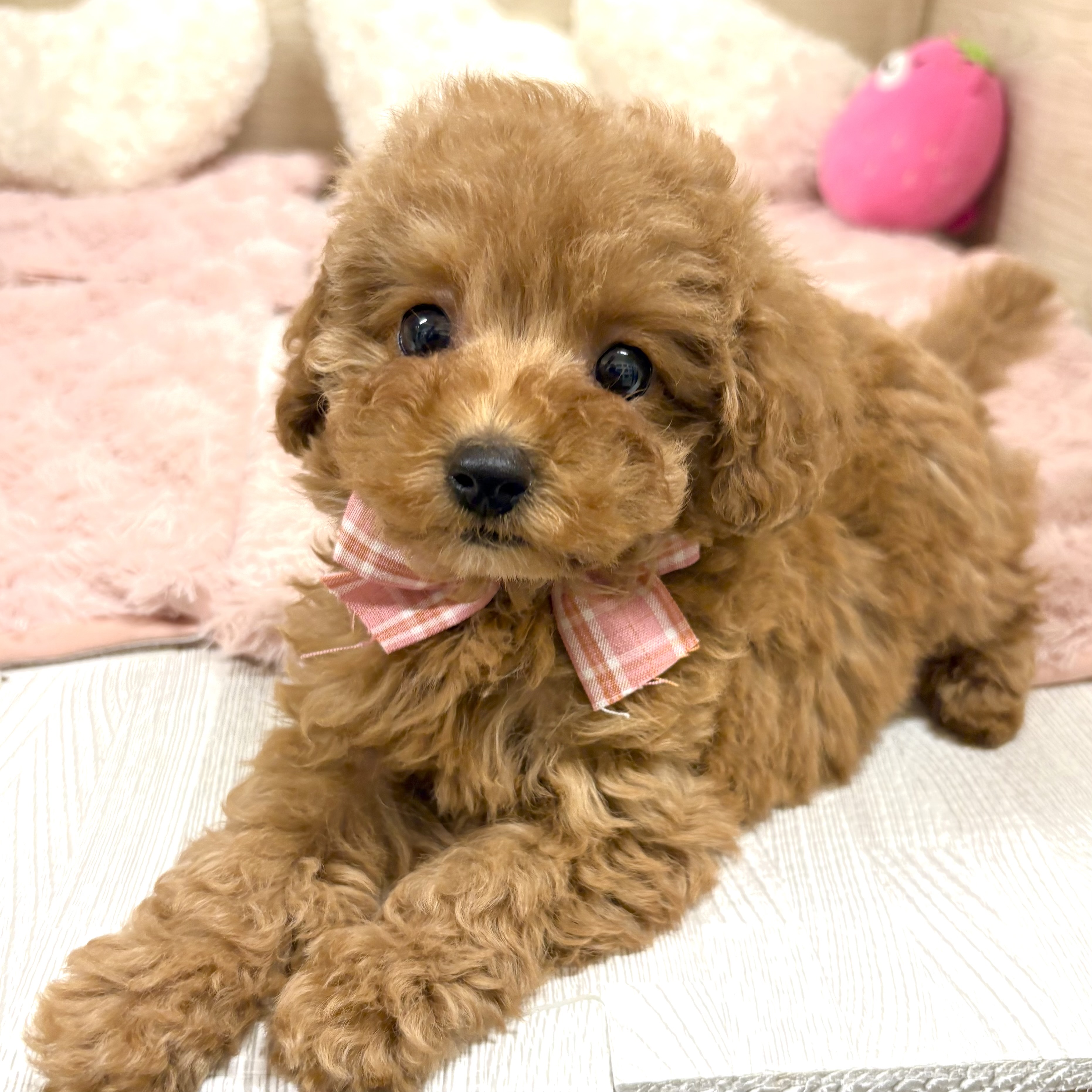 大阪府のトイプードル(トイ) (犬の家＆猫の里そよら東岸和田店/2026年1月7日生まれ/女の子/オレンジフォーン)の子犬の3枚目の画像