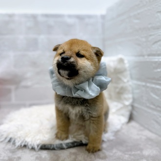 滋賀県の柴犬(標準サイズ) (犬の家＆猫の里長浜店/2026年1月8日生まれ/男の子/赤)の子犬の3枚目の画像