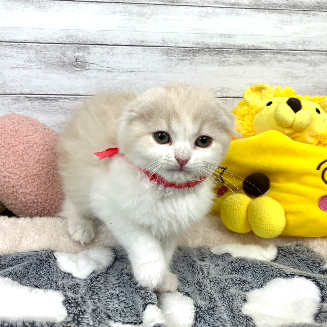 兵庫県のスコティッシュフォールド (犬の家＆猫の里川西店/2026年1月6日生まれ/男の子/クリームタビーホワイト)の子猫の3枚目の画像