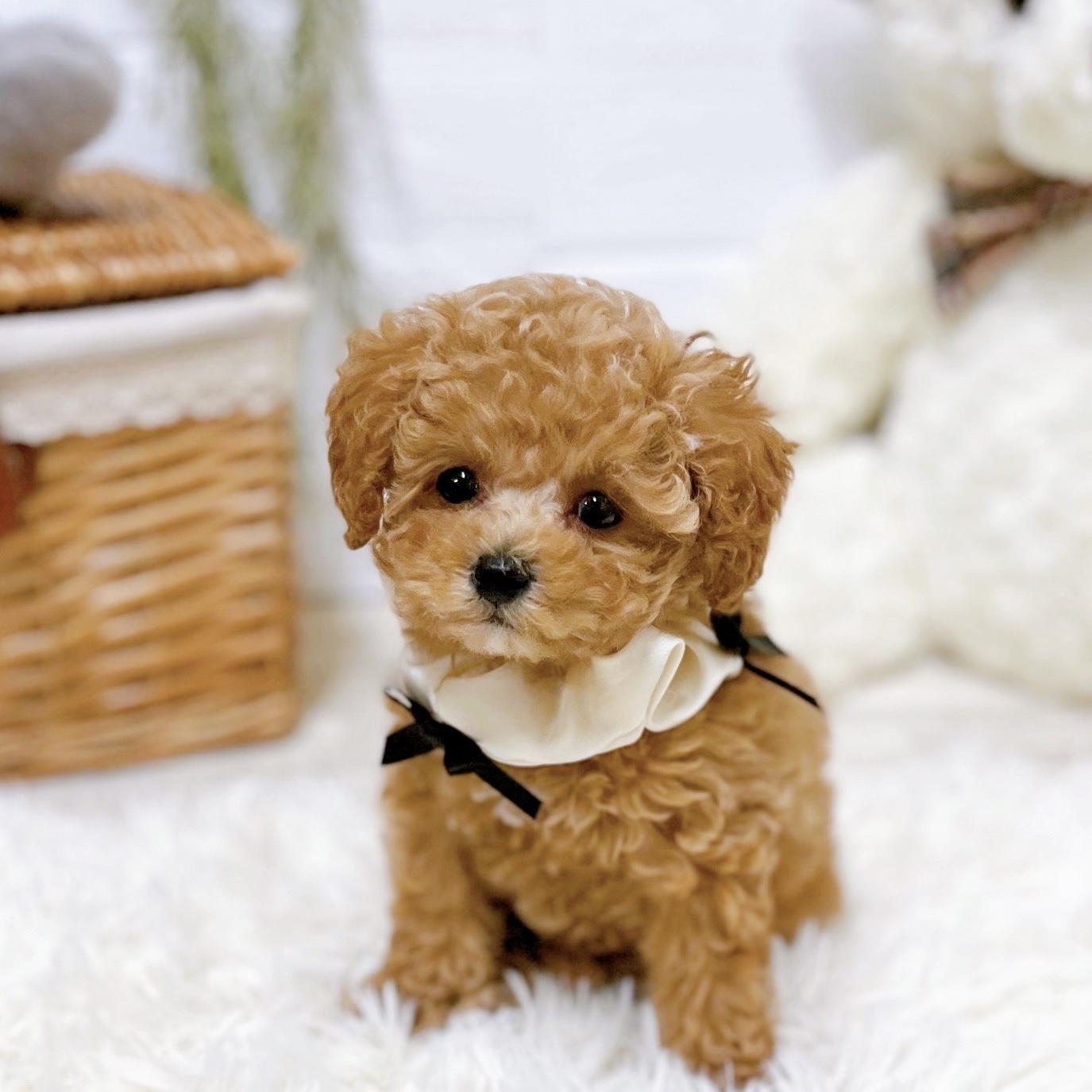 滋賀県のトイプードル(トイ) (犬の家＆猫の里近江八幡店/2026年1月6日生まれ/女の子/オレンジフォーン)の子犬の3枚目の画像