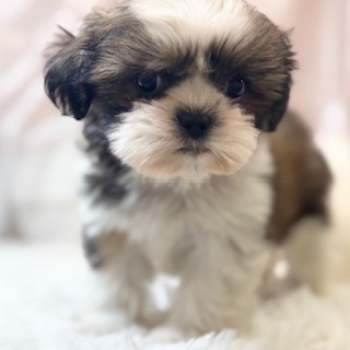 兵庫県のシーズー (犬の家＆猫の里カナート西神戸店/2026年1月7日生まれ/男の子/ゴールドホワイト)の子犬の3枚目の画像