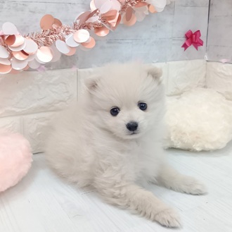 静岡県のポメラニアン (犬の家＆猫の里プレ葉ウォーク浜北店/2026年1月7日生まれ/男の子/クリーム)の子犬の3枚目の画像