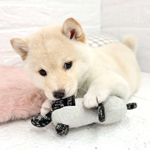 愛知県の柴犬(標準サイズ) (犬の家＆猫の里豊川インター店/2026年1月8日生まれ/女の子/白)の子犬の3枚目の画像