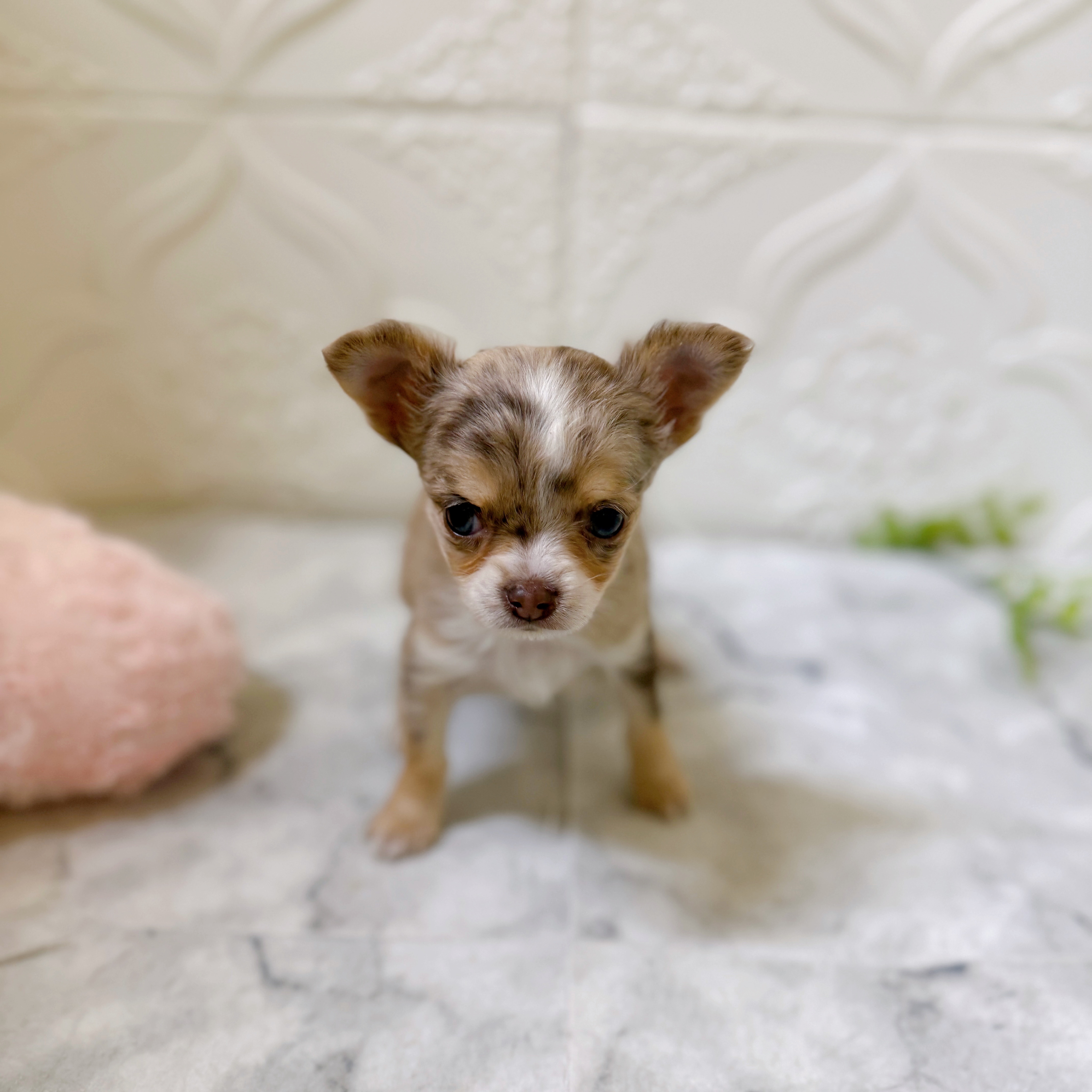 愛知県のチワワ(ロング) (犬の家＆猫の里岡崎店/2026年1月3日生まれ/女の子/イザベラマール)の子犬の3枚目の画像