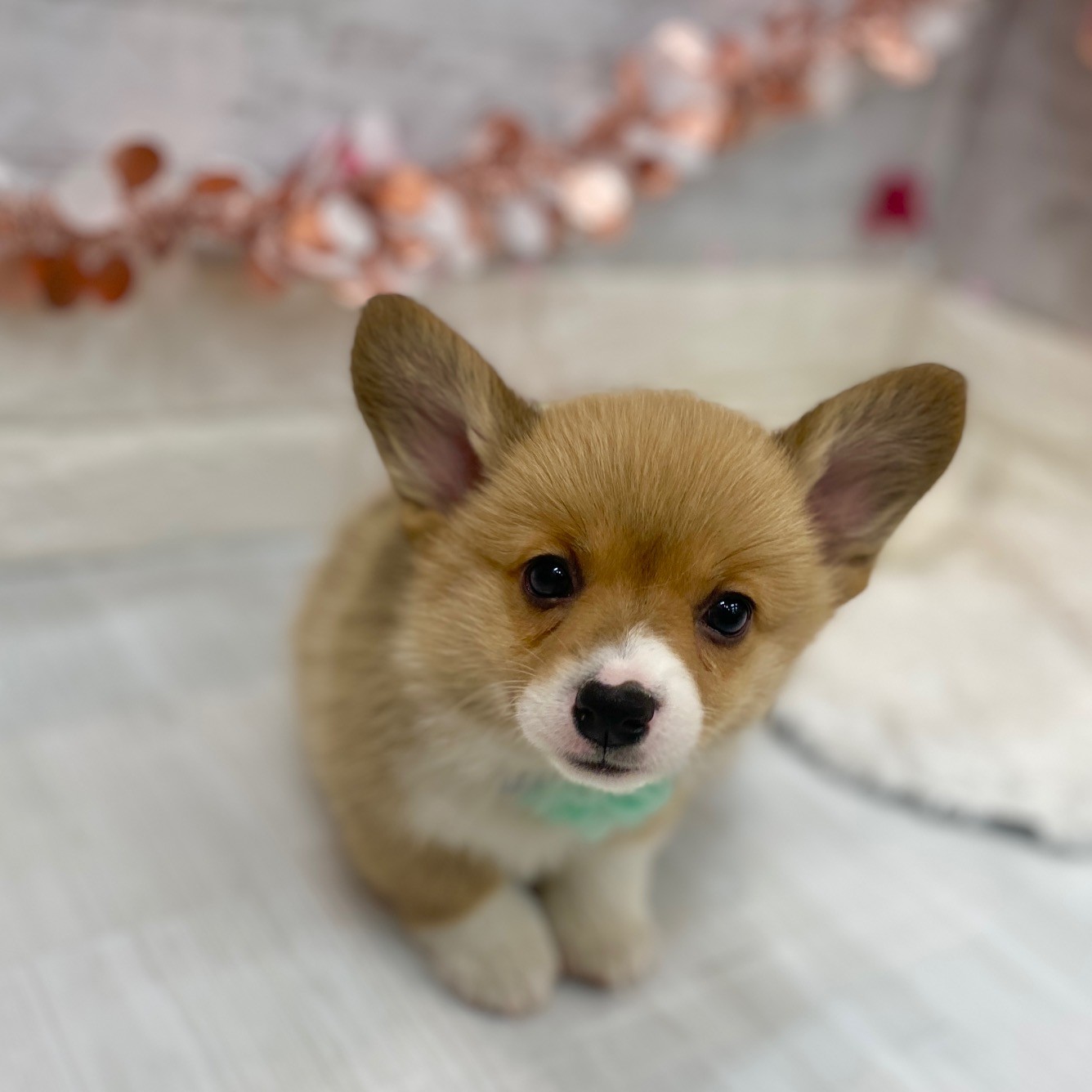 静岡県のウェルシュコーギーペンブローク (犬の家＆猫の里プレ葉ウォーク浜北店/2026年1月6日生まれ/女の子/レッドホワイト)の子犬の3枚目の画像