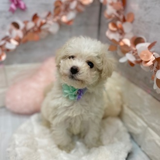 静岡県のビションプー(ビションフリーゼ×プードル) (犬の家＆猫の里プレ葉ウォーク浜北店/2026年1月8日生まれ/女の子/ホワイト)の子犬の3枚目の画像