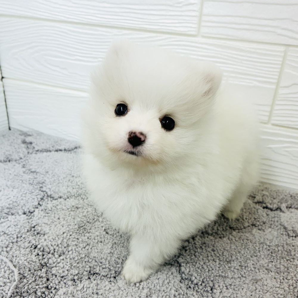 愛知県のポメチワ/チワポメ/ポメチー(ポメラニアン×チワワ) (犬の家＆猫の里七宝店/2026年1月8日生まれ/男の子/ホワイト)の子犬の3枚目の画像