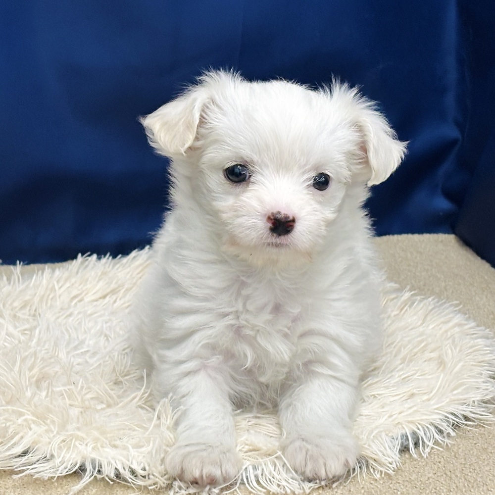 岐阜県のチワマル/マルチワ(チワワ×マルチーズ) (犬の家＆猫の里中津川店/2026年1月8日生まれ/女の子/ホワイト)の子犬の3枚目の画像
