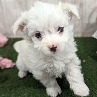 神奈川県のチワマル/マルチワ(チワワ×マルチーズ) (犬の家＆猫の里小田原店/2026年1月8日生まれ/女の子/ホワイト)の子犬の3枚目の画像