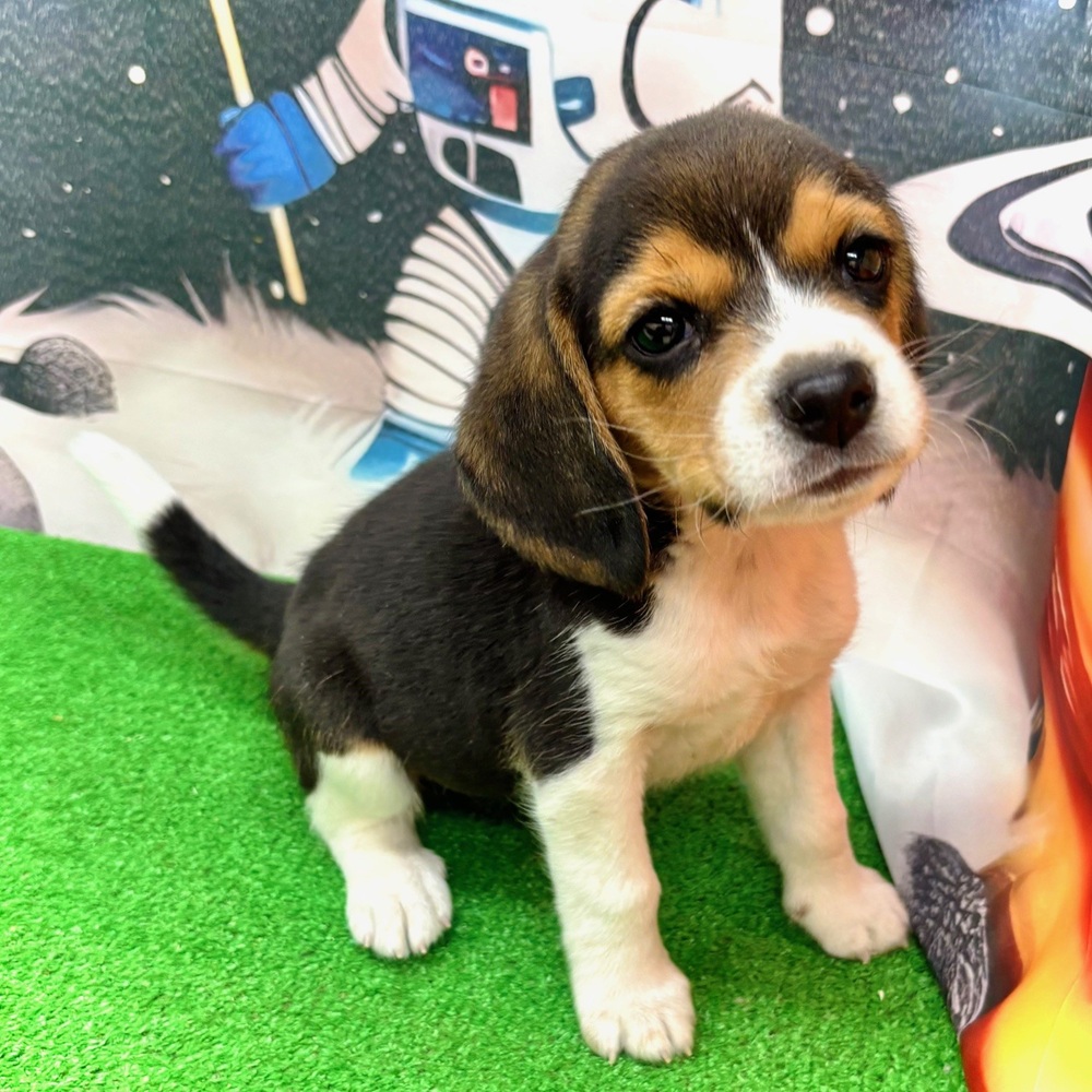 愛知県のビーグル (犬の家＆猫の里名古屋天白店/2026年1月7日生まれ/女の子/ブラックタンホワイト)の子犬の3枚目の画像