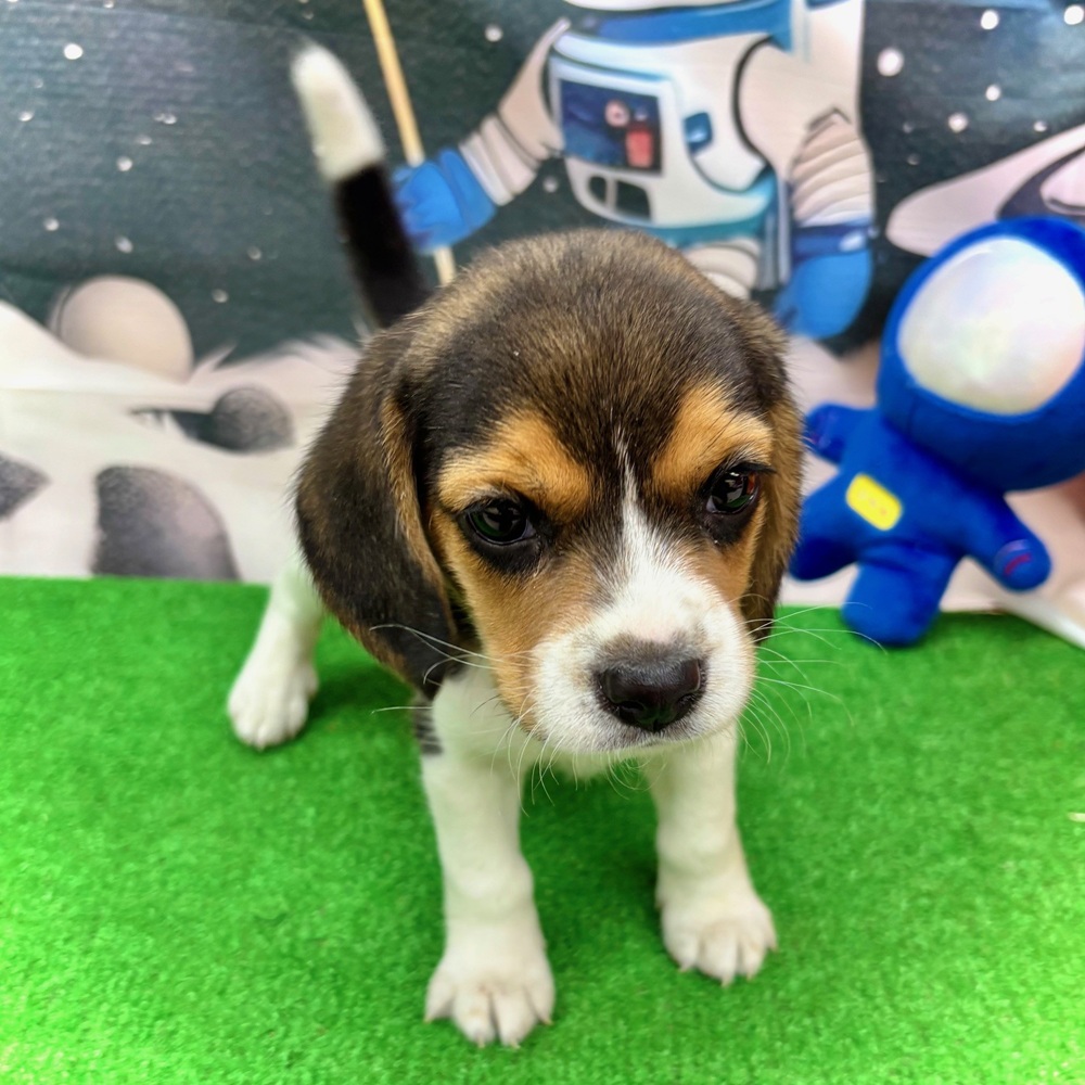 ビーグル女の子の写真