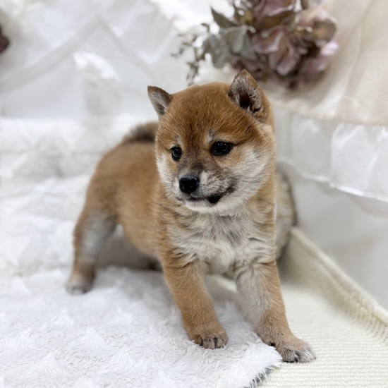 岐阜県の柴犬(標準サイズ) (犬の家＆猫の里カラフルタウン岐阜店/2026年1月8日生まれ/女の子/赤)の子犬の3枚目の画像