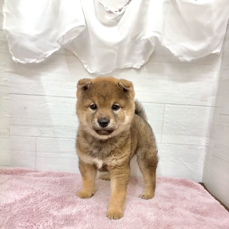 愛知県の柴犬(標準サイズ) (犬の家＆猫の里碧南店/2026年1月8日生まれ/男の子/赤)の子犬の3枚目の画像