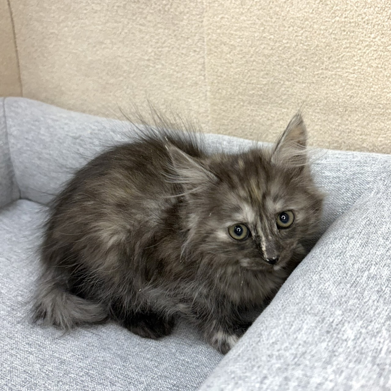 長野県のマンチカン (犬の家＆猫の里塩尻店/2026年1月10日生まれ/女の子/シルバーパッチドタビーホワイト)の子猫の3枚目の画像